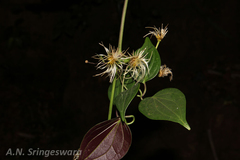 Clematis smilacifolia